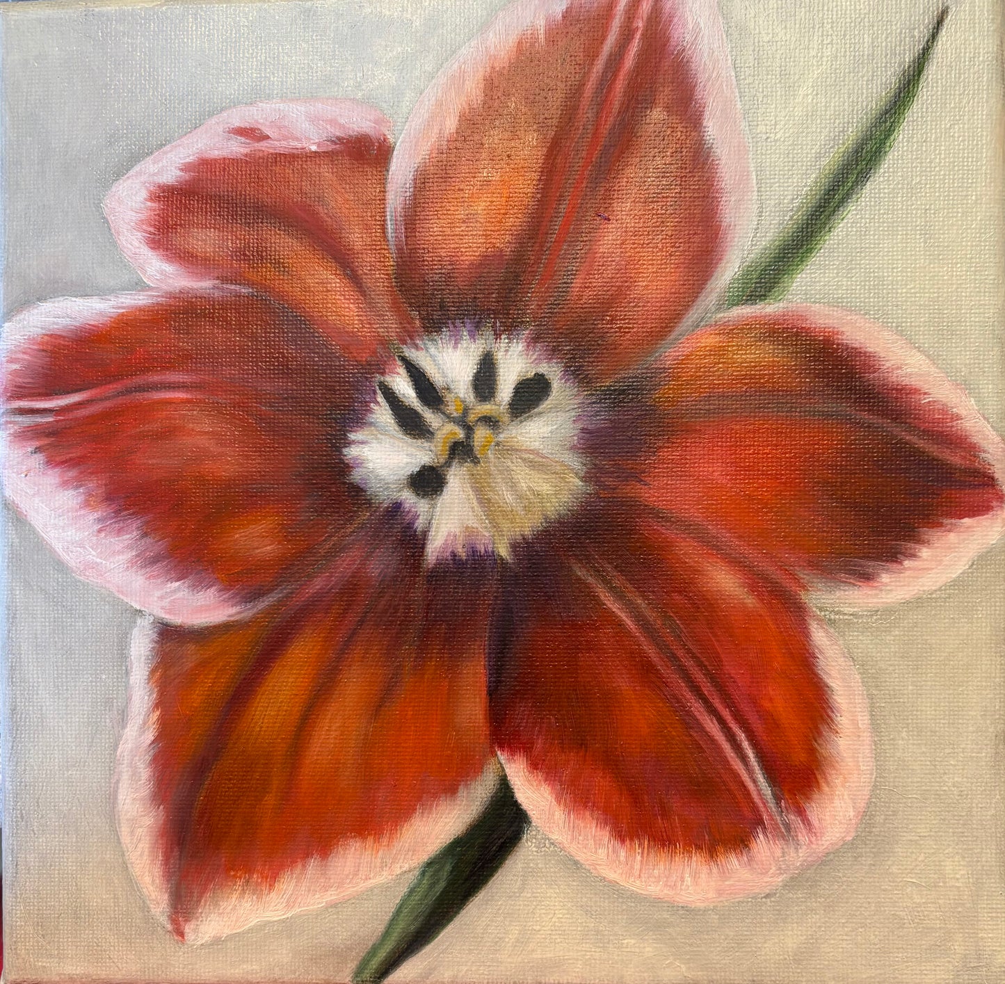 Amaryllis Blossom