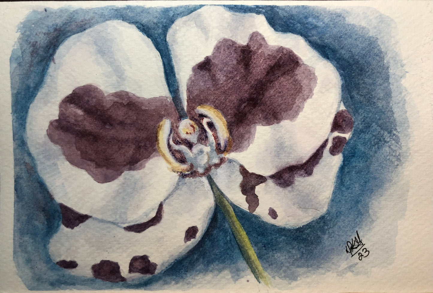 Purple Orchid