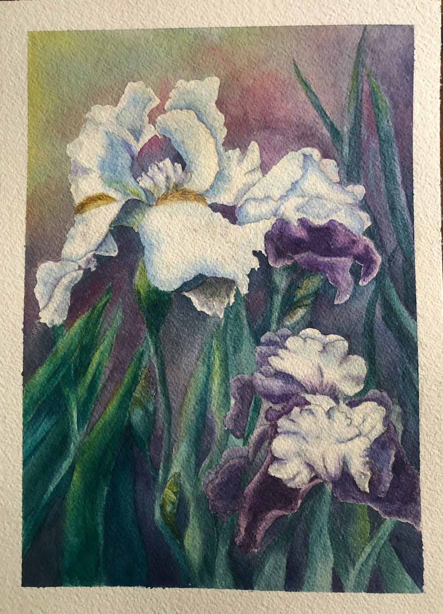 White Iris