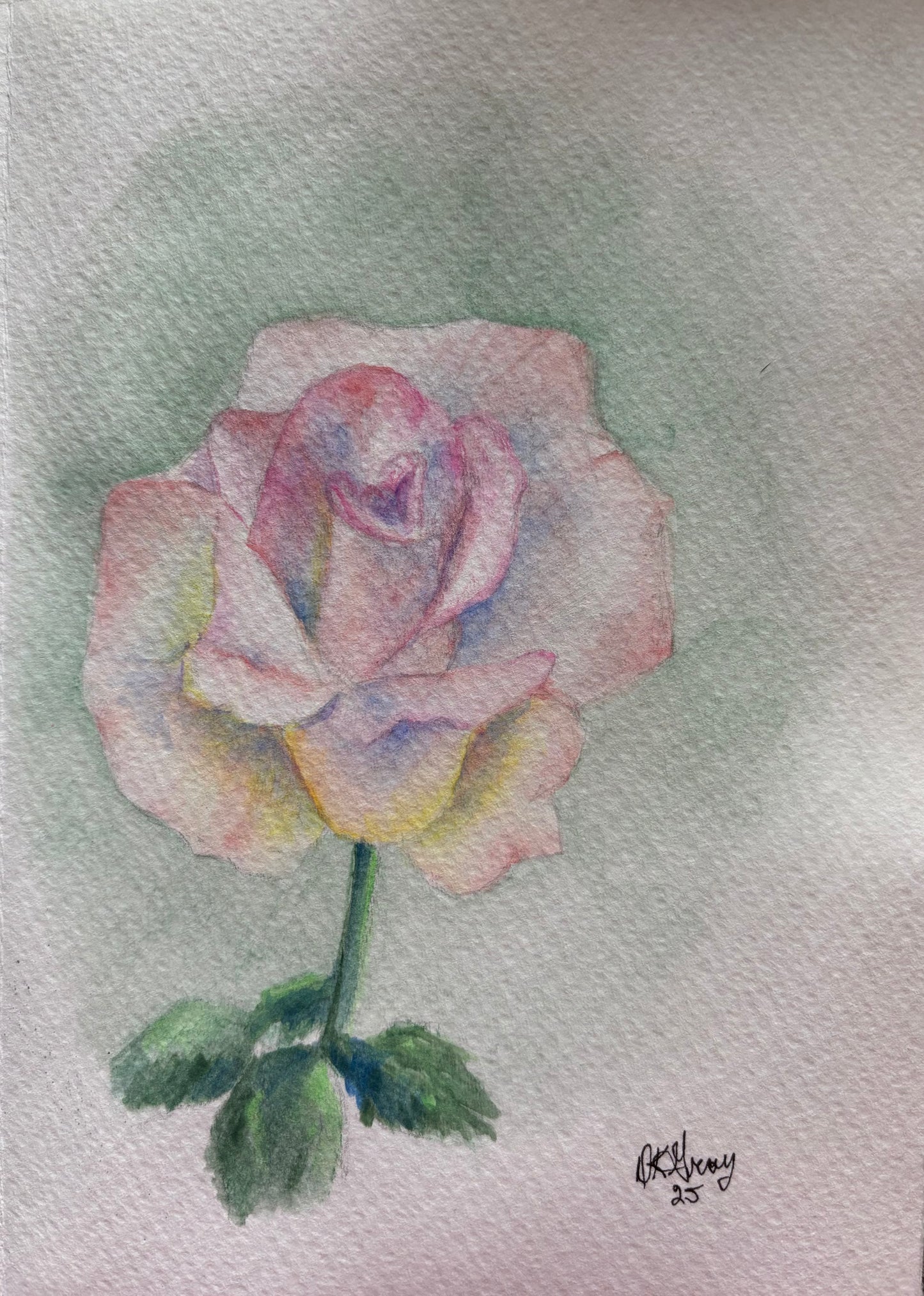 Blush Rose