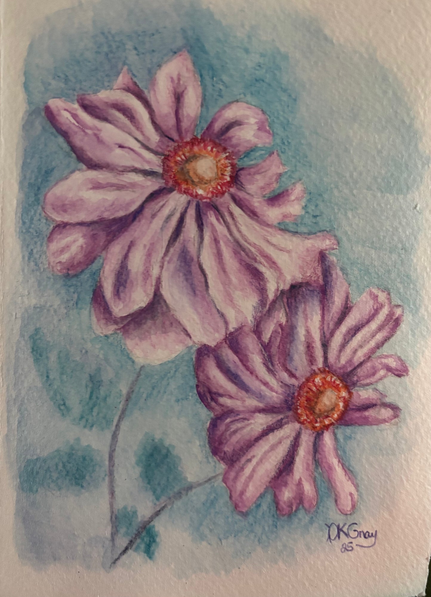 Pink Daisy