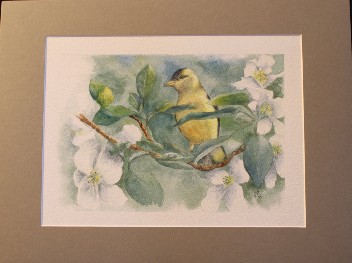 Dogwood Blossoms