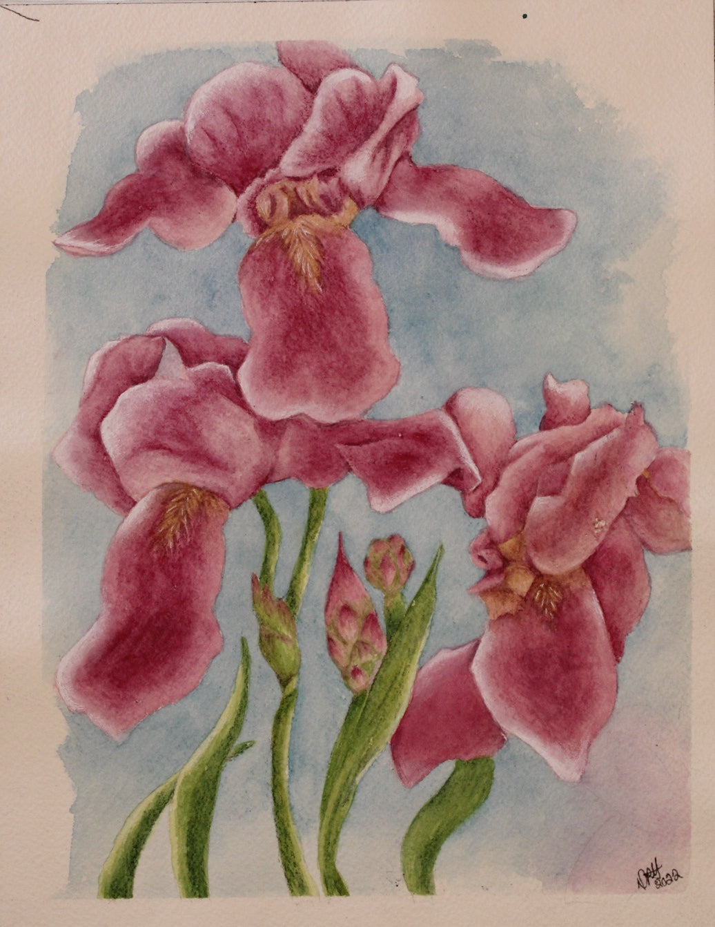 Iris