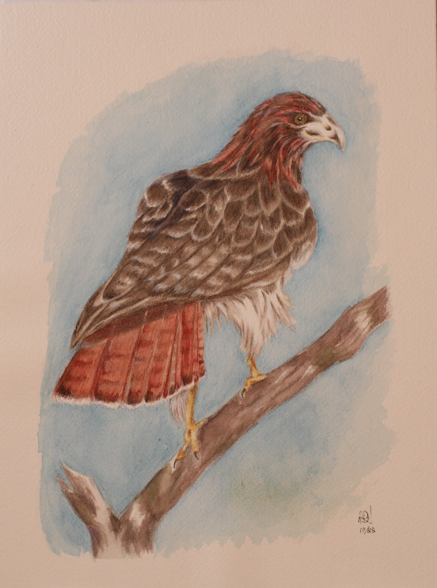Red Tail Hawk