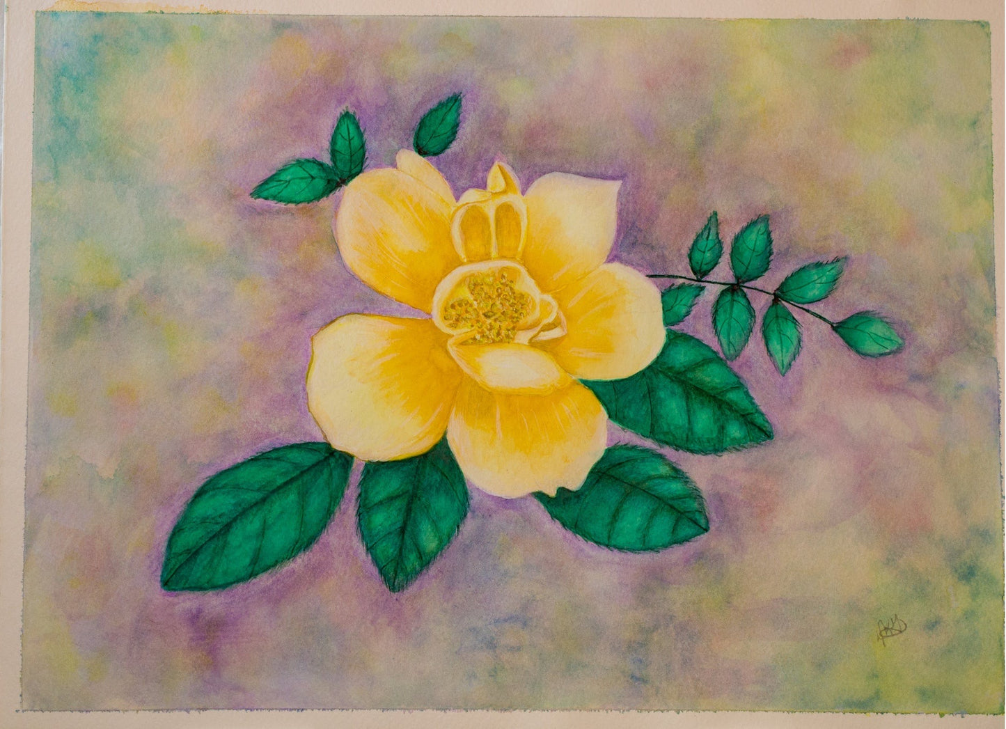 Yellow Rose
