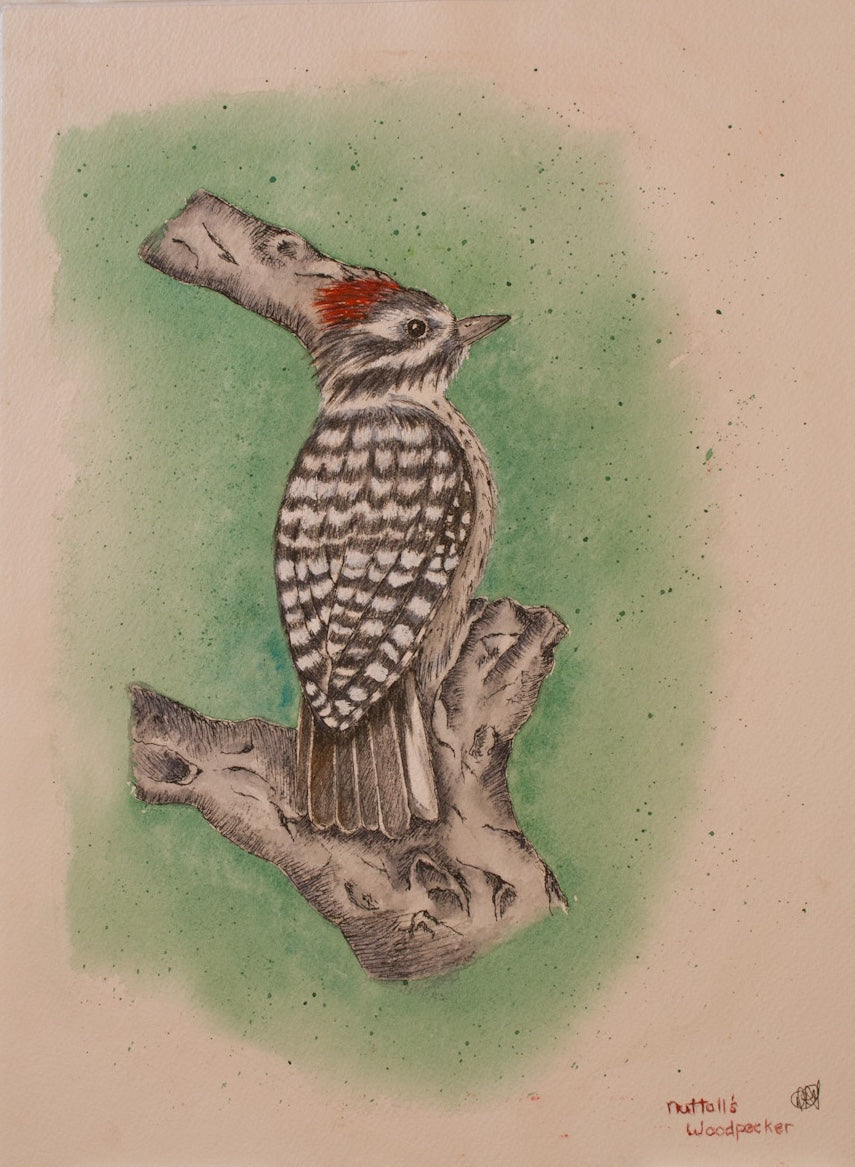 Woodpecker