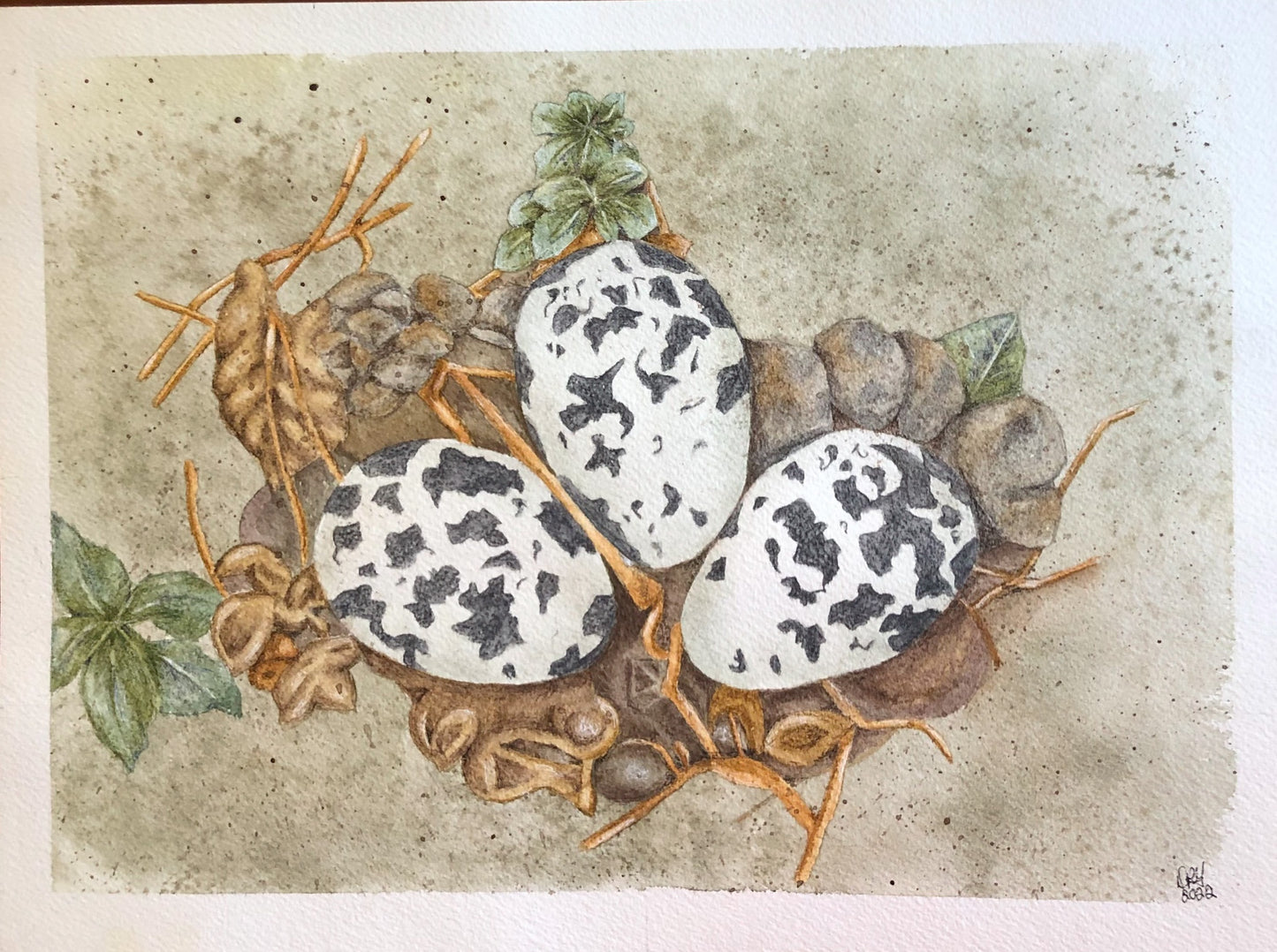 Nest