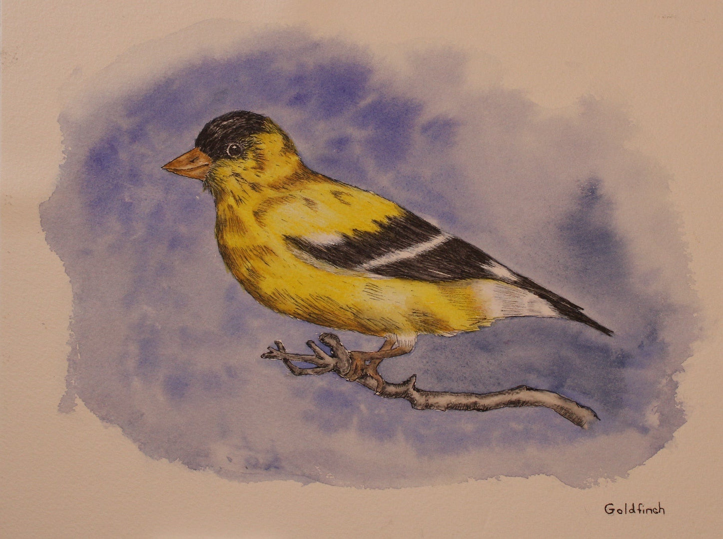Goldfinch