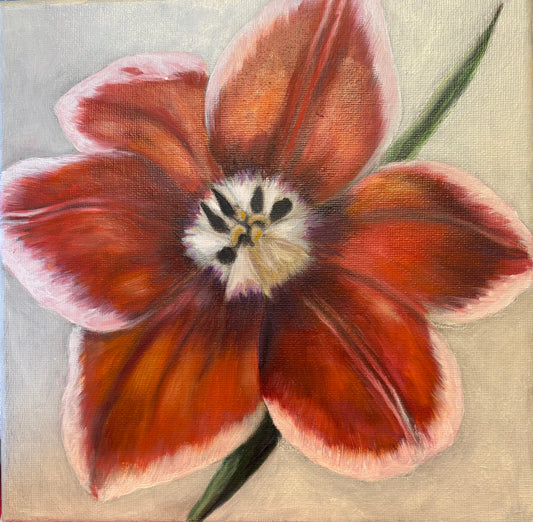 Amaryllis Blossom