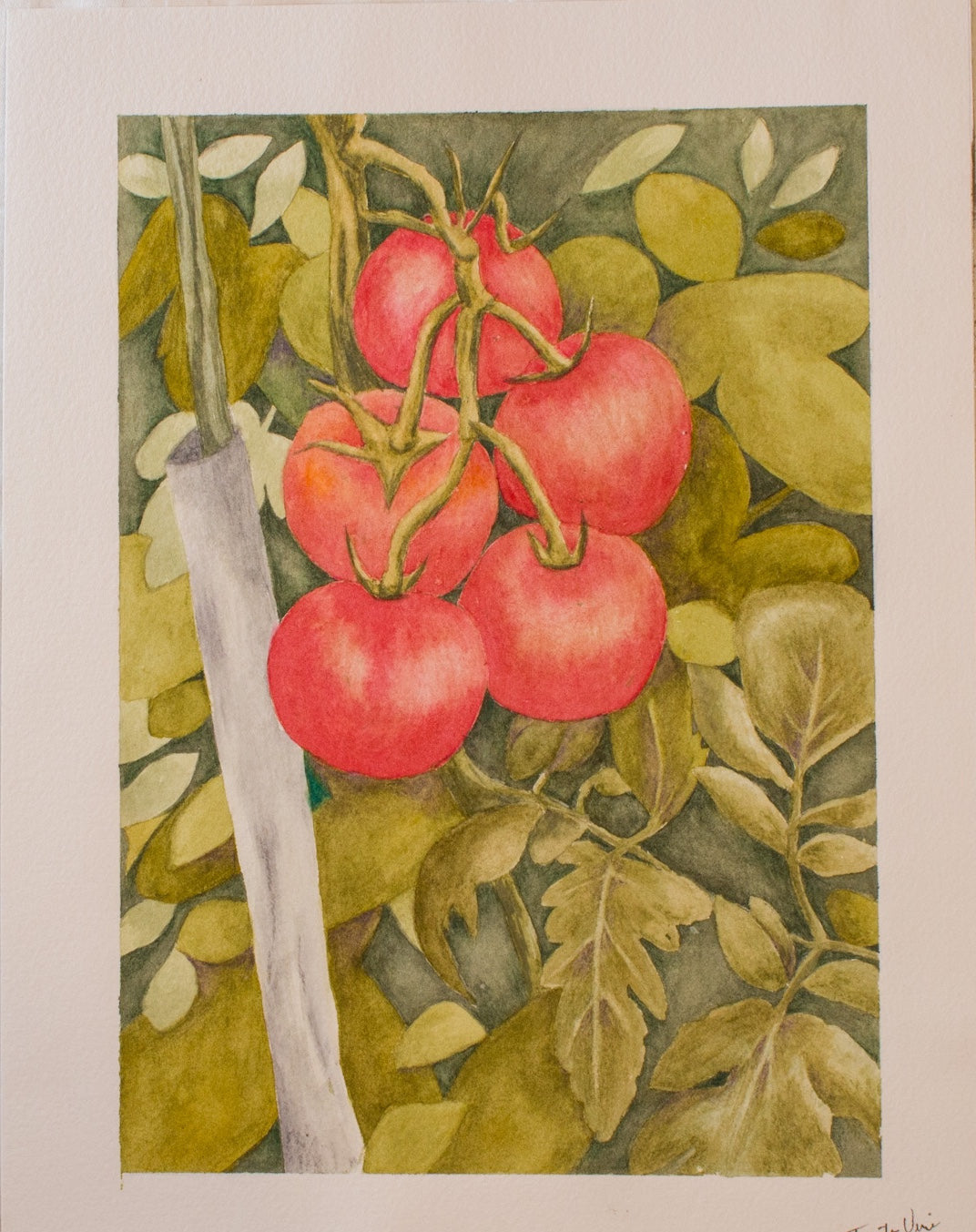 Tomato Vine