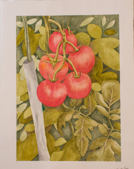 Tomato Vine